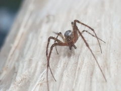 Metellina segmentata