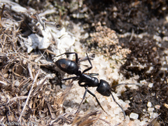 Streblognathus peetersi