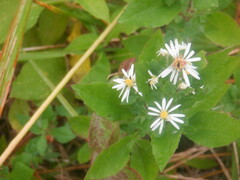 Eurybia radulina