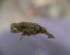 Arachnura