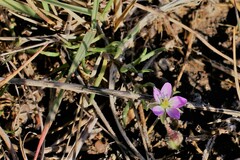 Spergularia media