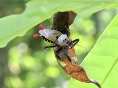 Apiomerus vexillarius