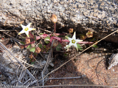 Brachystelma stellatum