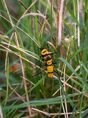 Chauliognathus nigrocinctus