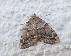 Thera juniperata