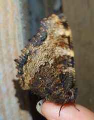 Nymphalis polychloros