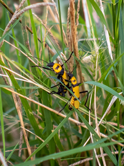 Chauliognathus nigrocinctus
