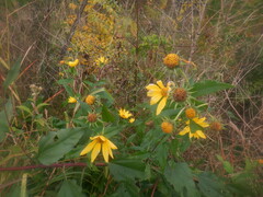 Helianthus tuberosus