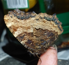 Nymphalis polychloros