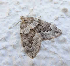 Thera juniperata