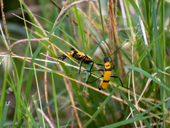 Chauliognathus nigrocinctus