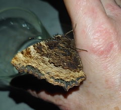 Nymphalis polychloros