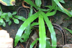 Amphiesma stolatum