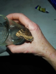 Nymphalis polychloros