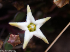 Brachystelma stellatum