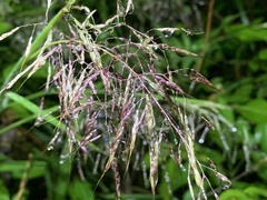 Capillipedium parviflorum