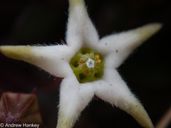 Brachystelma stellatum