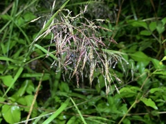 Capillipedium parviflorum