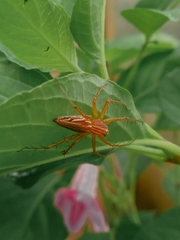 Oxyopes