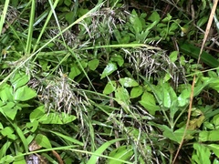 Capillipedium parviflorum