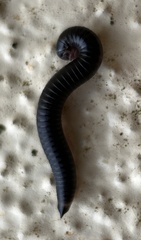 Ommatoiulus moreleti