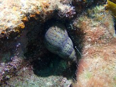 Phasianella australis