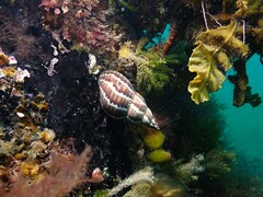 Phasianella australis