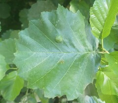 Taphrina sadebeckii