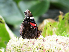 Vanessa atalanta