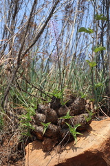 Merwilla plumbea