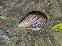 Lissachatina immaculata