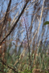 Merwilla plumbea