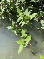 Persicaria thunbergii