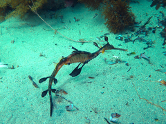 Phyllopteryx taeniolatus