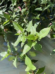 Persicaria thunbergii