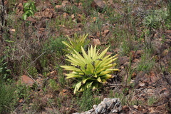 Crassula acinaciformis