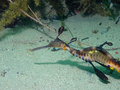 Phyllopteryx taeniolatus