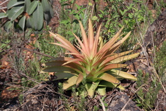 Crassula acinaciformis