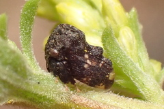 Tylopelta gibbera