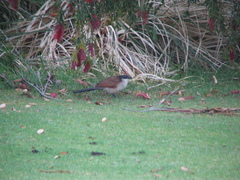 Centropus superciliosus burchellii