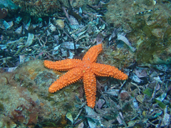 Uniophora granifera