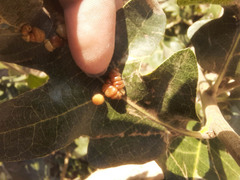 Xanthoteras eburneum