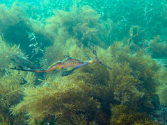 Phyllopteryx taeniolatus