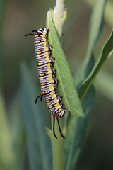 Danaus chrysippus orientis