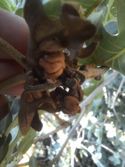 Xanthoteras eburneum