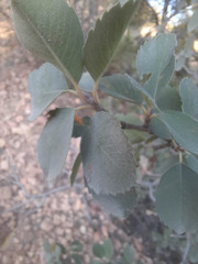 Amelanchier utahensis