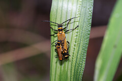 Chauliognathus flavipennis