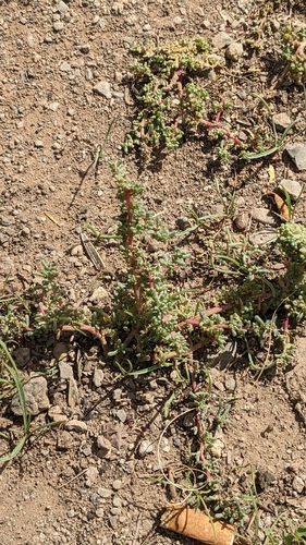 Image of Halogeton sativus by (c) Mattia Menchetti, some rights reserved (CC BY)