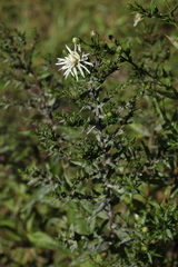 Symphyotrichum × versicolor