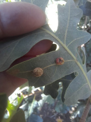 Acraspis quercushirta